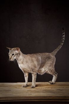 Brown short haired cat on worn out table