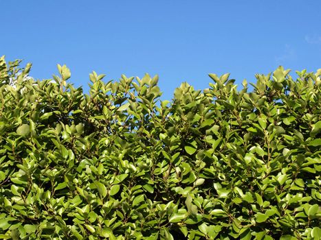 Hedgerow of shrubs or trees enclosing or separating fields