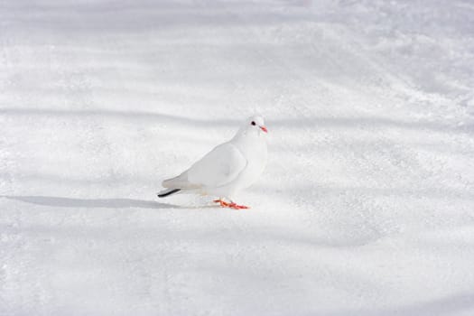 White pigeon against snow-covered road