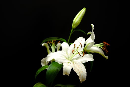 White lilies on a black background