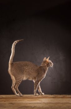 Short haired brown cat standing on the table