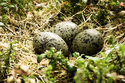 Nest with eggs of a seagull in wood