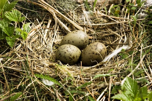 Nest with eggs of a seagull in wood