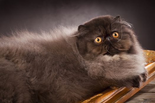 Long haired persian cat on the table