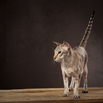 Short haired brown cat standing on the table