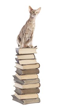 Cat sitting top of the book pile over white