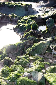 sea weed covered rocks on beale beach co kerry ireland on a cold winters morning