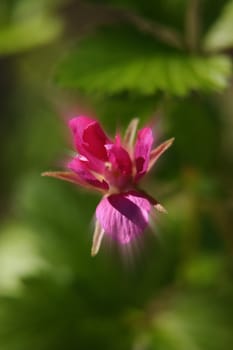 Pink flower against green leaves