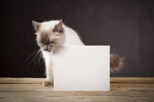 Ragdoll cat with white note (copy space)