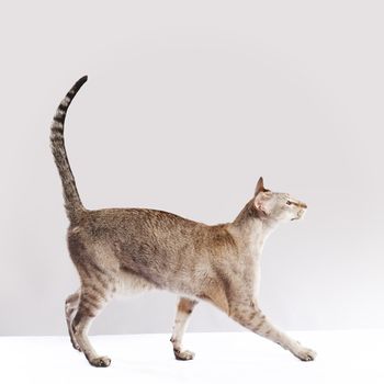 Walking cat on the white  table over light grey background