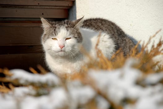 Shot of old cat sitting on balkony