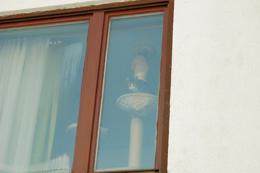 Shot of cute cat watching out of window.