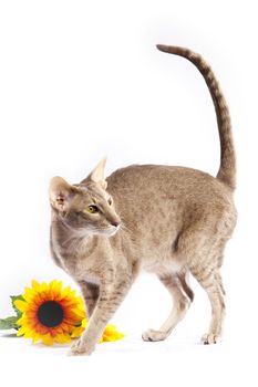 Cat with sun flower over white soft  table