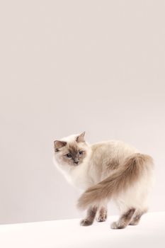 Long haired cat looking back with copy space