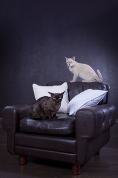 Two cats on the couch (blue tinted colors)