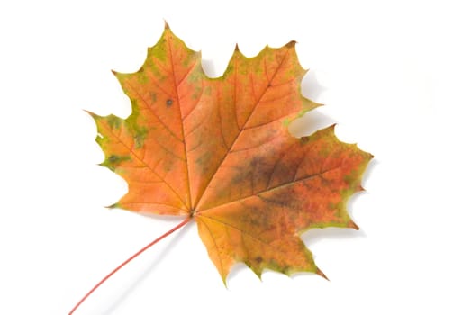 Shot of olorful autumn leafs over white background.