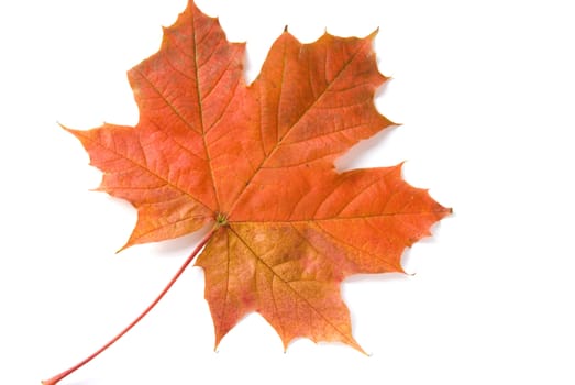 Shot of olorful autumn leafs over white background.