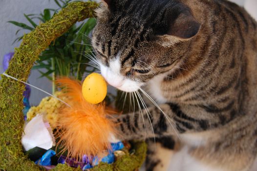 Cute cat playing with easter egg