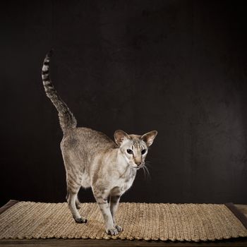 Striped shorthaired cat standing on the table