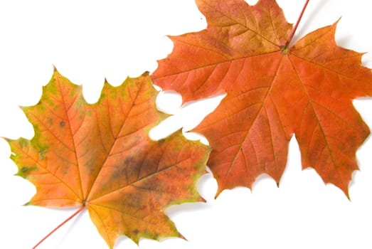 Shot of colorful autumn leafs over white background.