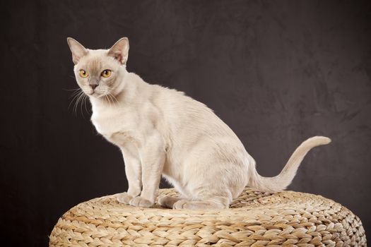 White cat on wooden chair over dark background