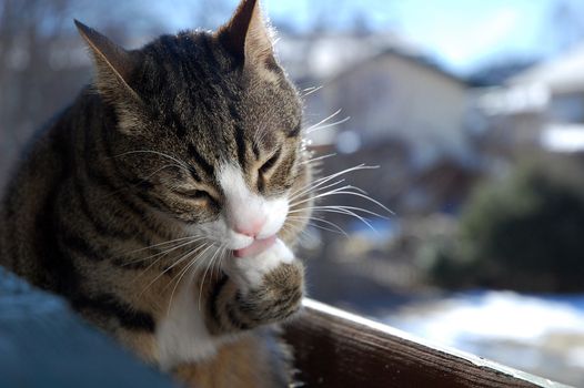 Cat cleaning herself while sitting on balcony