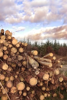 stacked timber ready for production against a cloudy sky