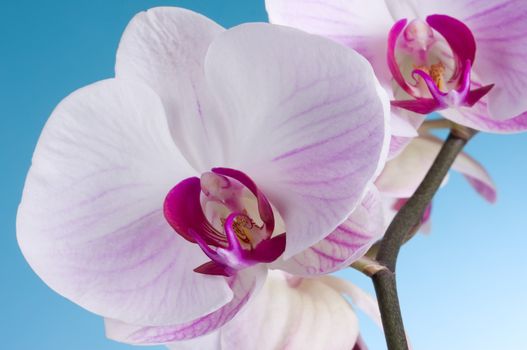 Moth Orchid isolated on Blue