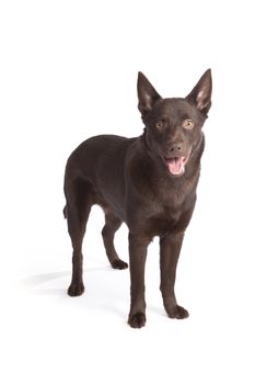 Isolated cute and funny australian kelpie dog over white background