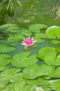 A calm pond with water vegetation and flowering lily