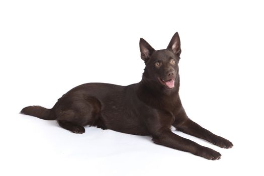 Isolated cute and funny australian kelpie dog over white background