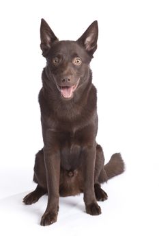 Isolated cute and funny australian kelpie dog over white background