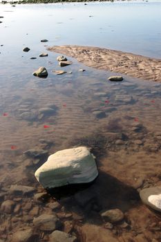 red fish swimming in the coastal rock pools in ireland