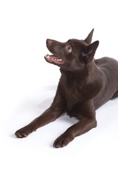 Isolated cute and funny australian kelpie dog over white background