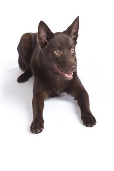 Isolated cute and funny australian kelpie dog over white background