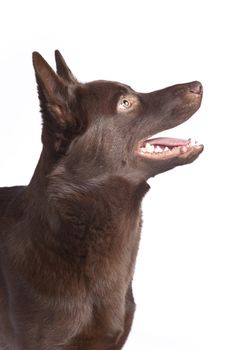 Isolated cute and funny australian kelpie dog over white background