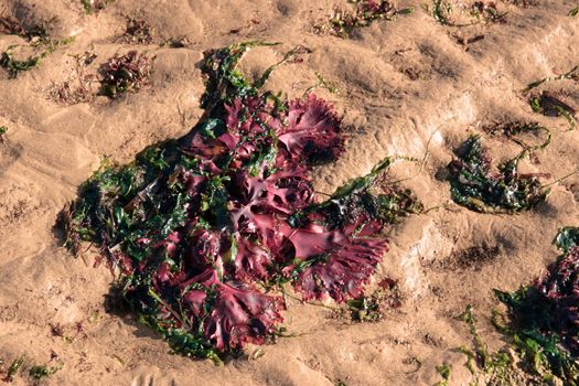 red seaweed on a sandy beach in ireland