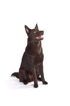 Isolated cute and funny australian kelpie dog over white background