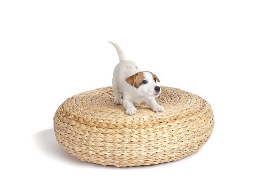 isolated cute jack russell terrier puppy over white background