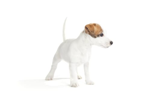 isolated cute jack russell terrier puppy over white background