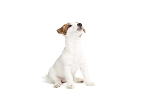 isolated cute jack russell terrier puppy over white background