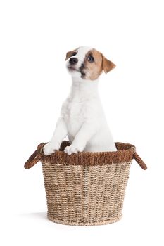 isolated cute jack russell terrier puppy over white background