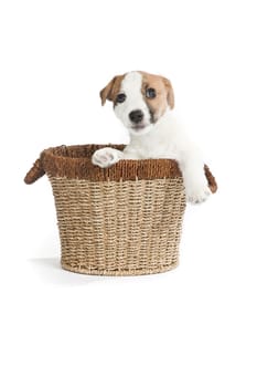 isolated cute jack russell terrier puppy over white background