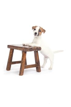 isolated cute jack russell terrier puppy over white background