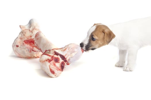 isolated cute jack russell terrier puppy over white background