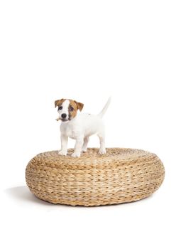 isolated cute jack russell terrier puppy over white background