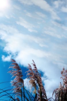 tall grass against a bright blue cloudy sky