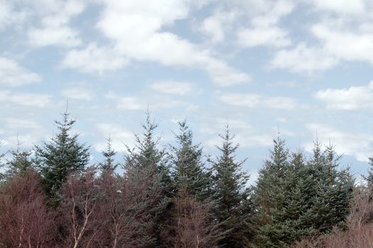 young forrest tree tops against a cloudy sky