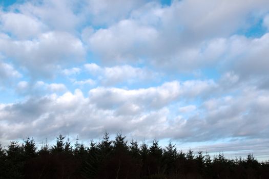 silhoueted forrest tree tops against a cloudy sky