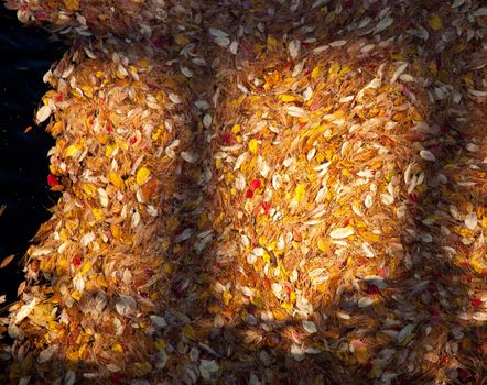 Brightly colored autumn leaves in a shallow river with rocks